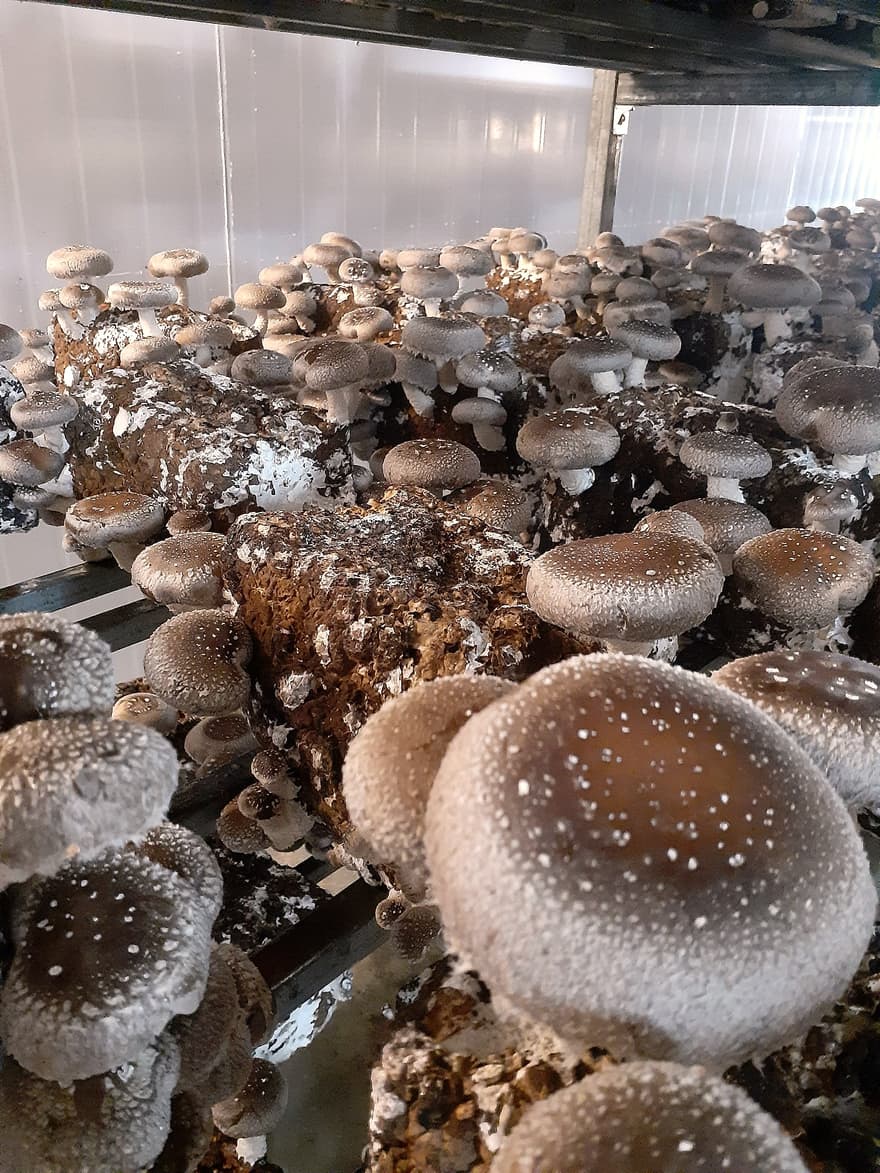 Shiitake frutificando em câmara climatizada