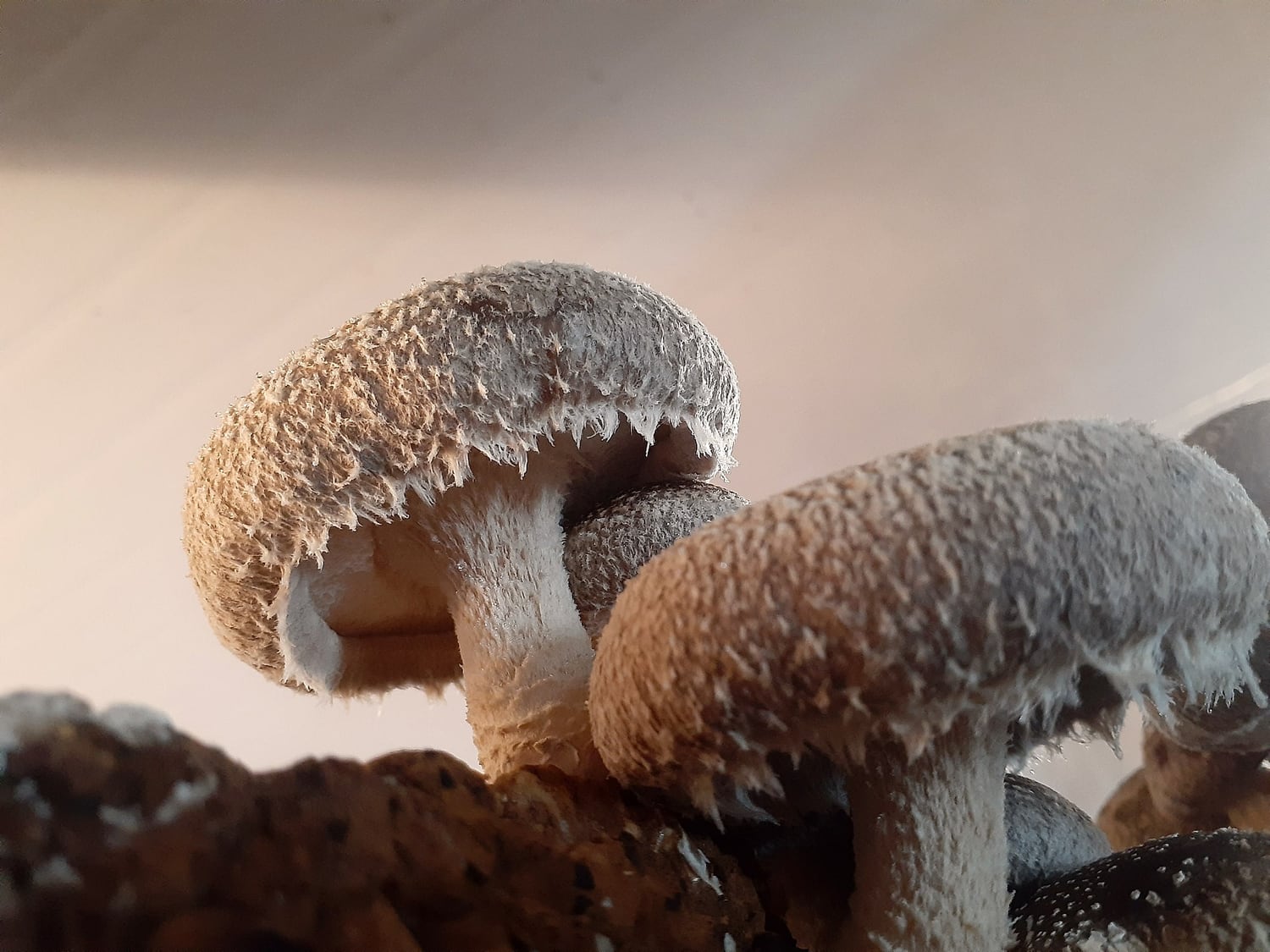 Shiitake orgânico cultivado na Hayashi Cogumelos
