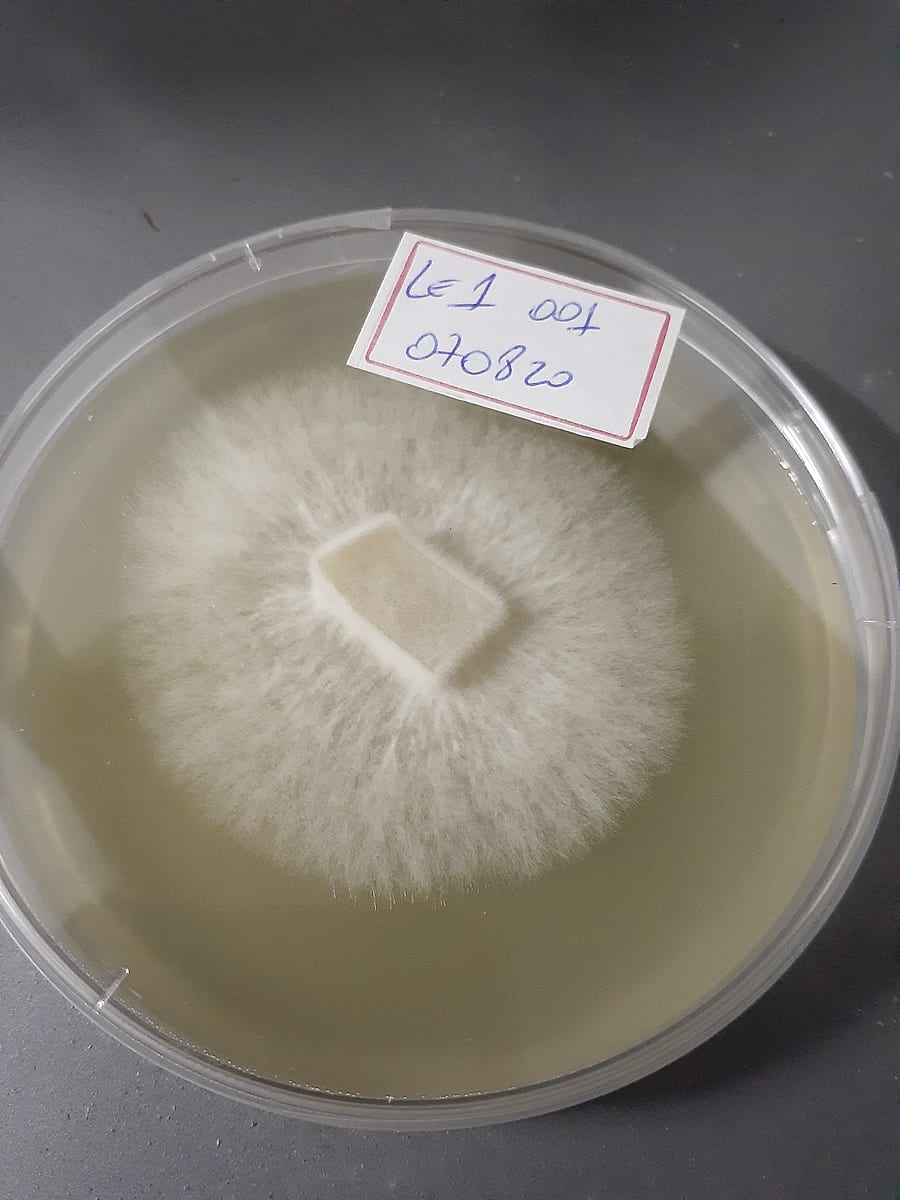 Cultura de micélio de shiitake em laboratório