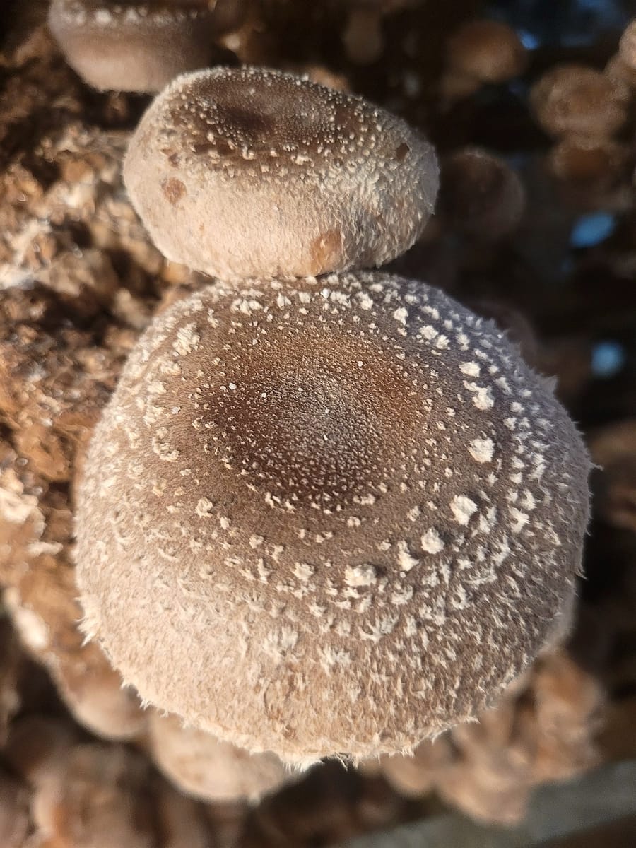 Shiitake